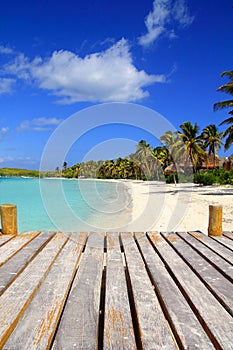 Contoy Island palm treesl caribbean beach Mexico photo