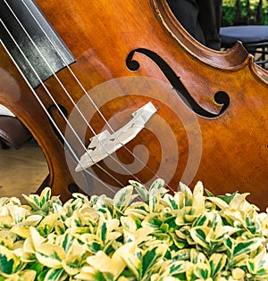 Contrabass at rest