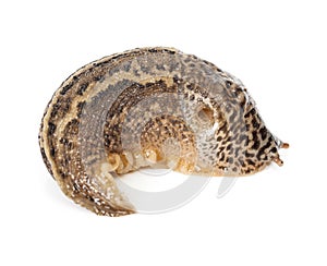 Contracted Limax maximus - leopard slug