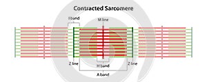 Contracted Sarcomere. Location of bands and lines.