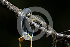 Contradictory Plastic Ring on Tree Branch photo