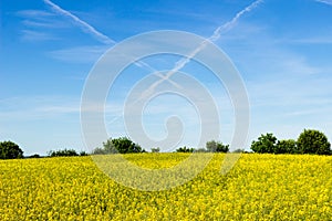 Contrails and rapeseed field