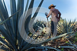 Contrapicada of peasant cutting agave