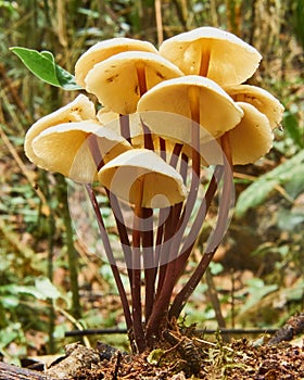 Contrapicado Amazonian Mushrooms photo