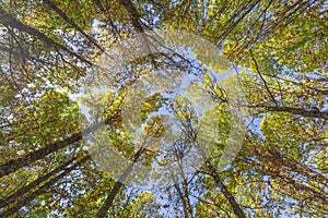 Contrapicado plane, Autumn in the old chestnut forest of the town of Tiemblo in the province of Avila, Spain photo