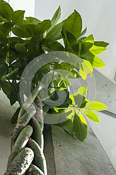 contrapicado to show the braid of an aquatic pachira sunbathing on the terrace photo