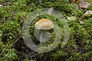 Contrary webcap, Cortinarius varius photo