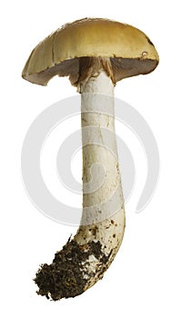 Contrary webcap, Cortinarius varius isolated on white background photo
