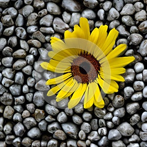 Contrast - a beautiful yellow flower lies on gray stones