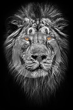 Contrast black and white photo of a maned , hair powerful male lion in night darkness with bright glowing orange eyes, isolated