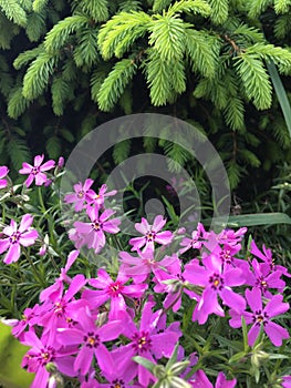 The contrast of green spruce shoots and ground cover pink flowers