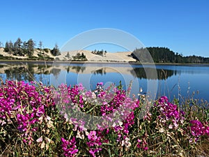 Contrast between hot sandy dunes and a lush plot of flowers.