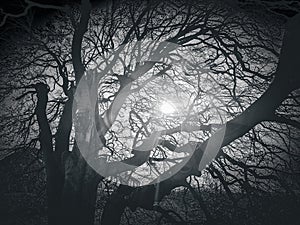 contrast of light and shadow through the branches of a tree