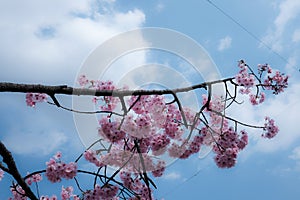 The Contrast of pastel color; Pink Cherry Blossom on Blue sky