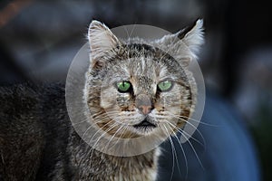 contrast portrait of a greeneyed cat