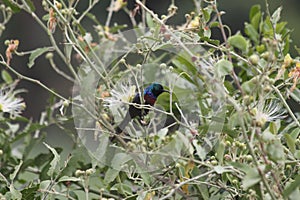 Contrast Red Chested Sunbird and Flowering Tree