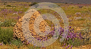 Contrast of red termite mound with plumes of purple flowers in Western Australia