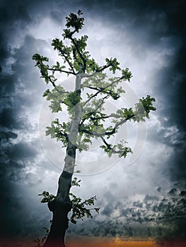 Contrast silhouette of high tree with green leaves against the backdrop of a gloomy cloudy dark blue sky with clouds