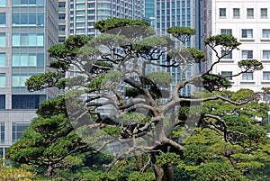 Contrast between tree and buildings