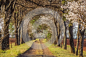 Contrast of trees