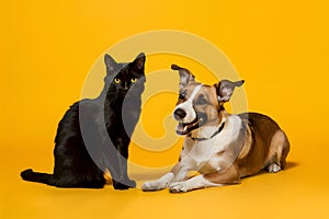 Contrasting black cat and playful dog against vibrant yellow background, captivating expressions
