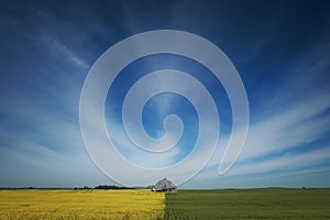 Contrasting colors of a green wheat field and yellow canola field