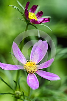 Contrasting colours of Cosmos bipinnatus