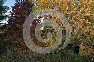 Contrasting colours of the leaves of the prunus serotina and the liquidamber styraciflua trees