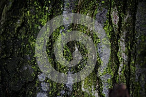 Contrasting dark texture of old wood overgrown with moss