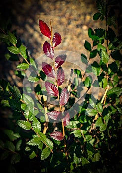 Contrasting red branch against green bush