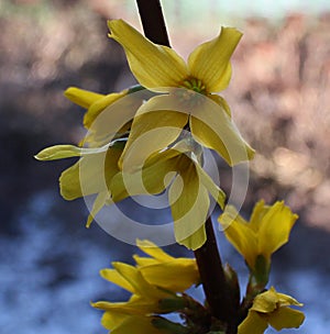 Contrasting yellow flower,spring