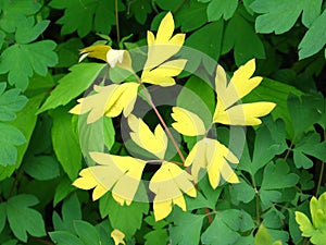 Contrasting Yellow Leaves on Green