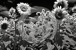 Contrastive Radiance: Sunflowers in Monochrome Dadaist Photomontage AI Generated