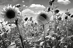 Contrastive Radiance: Sunflowers in Monochrome Dadaist Photomontage AI Generated