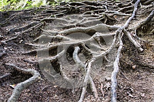 Contrastive tangled tree roots coming of the ground