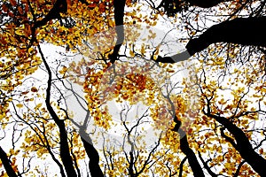 Contrasty drawing-like photo of autumn forest