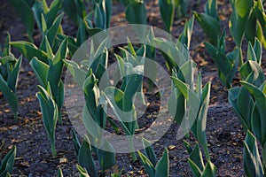 Contrasty filled frame close up background wallpaper shot of small green growing tulip and crocus flower sprouts emerging from the