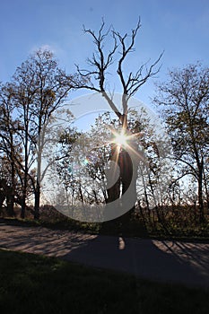 Contre-jour photograph of a naked tree