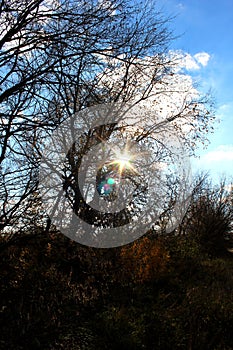 Contre-jour photograph of a naked tree