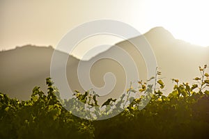 Contre-jour view over grapevines in the sunset light, copyspace