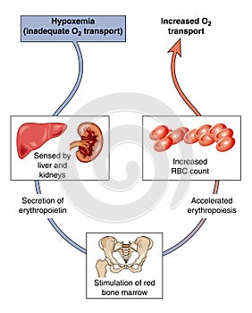 Control of blood oxygen