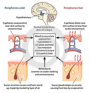 Control of body temperature