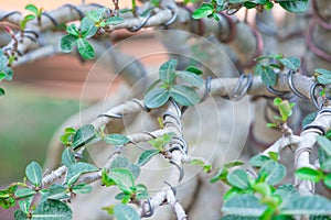 Control branch by wire in Bonsai style of Adenium tree or desert rose in flower pot