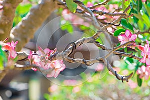 Control branch by wire in Bonsai style of Adenium tree or desert rose in flower pot