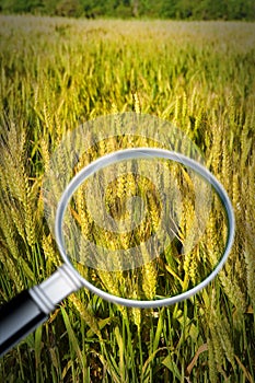 Control of growth and research of wheat diseases - concept image