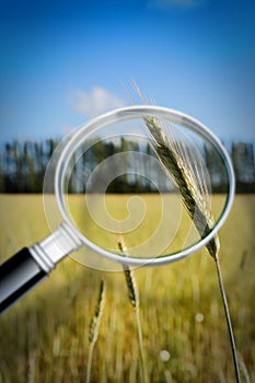 Control of growth and research of wheat diseases - concept image