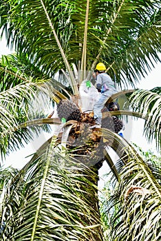 Control pollination of oil palm