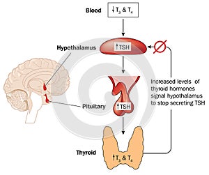 Control of thyroid hormone production