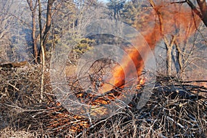 A controlled burn in the wilderness