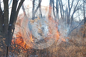 A controlled burn in the woods